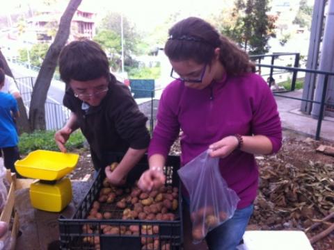 Os nossos voluntários a pesarem as semilhas (batatas). A bio-horta produziu 52 Kg.